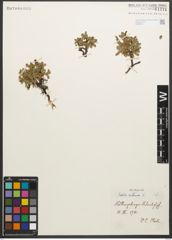 Foto von Salix retusa L.